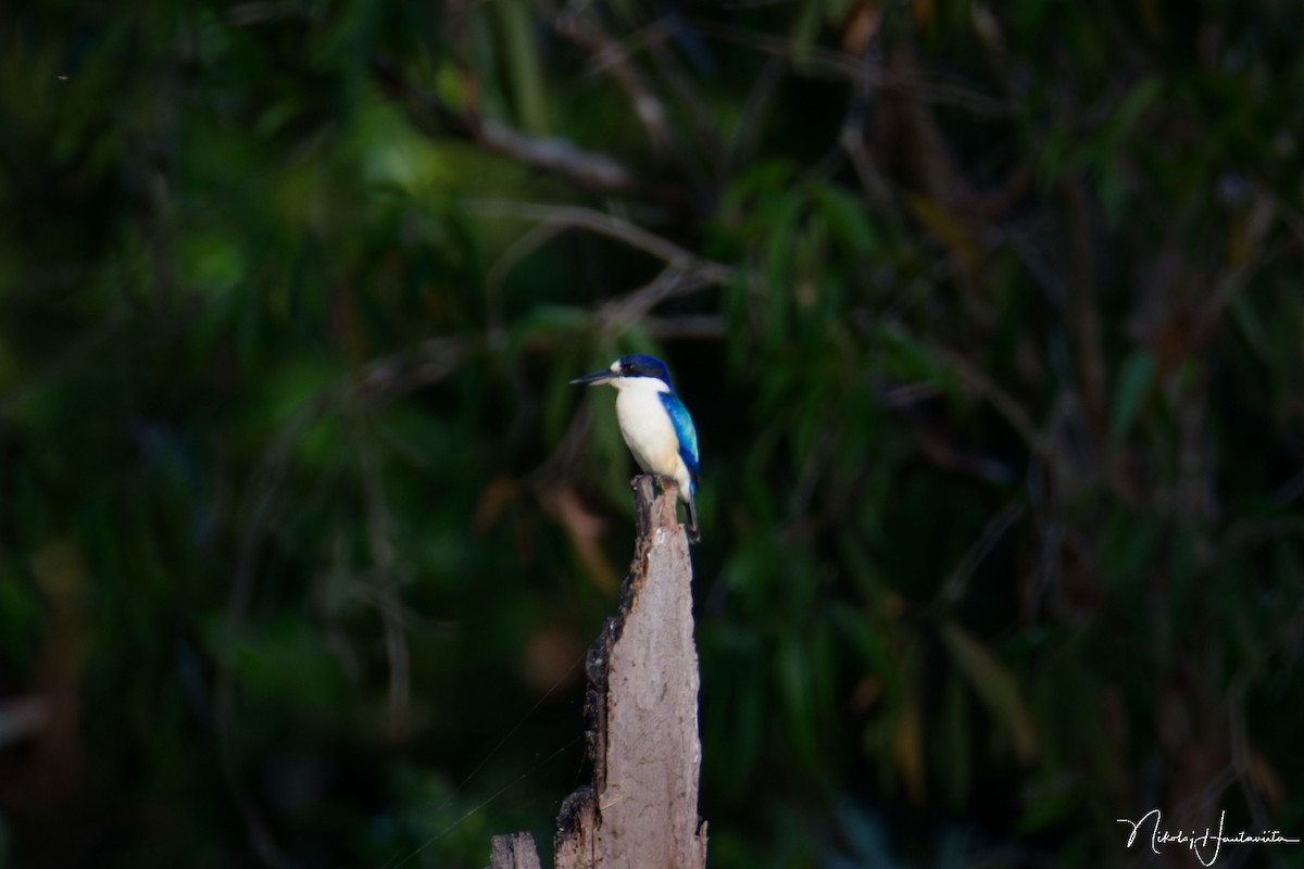 Martin-chasseur forestier - ML646518213