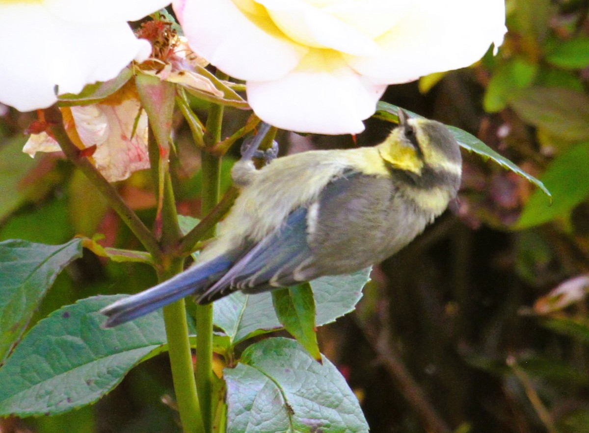 Mésange bleue - ML646518214
