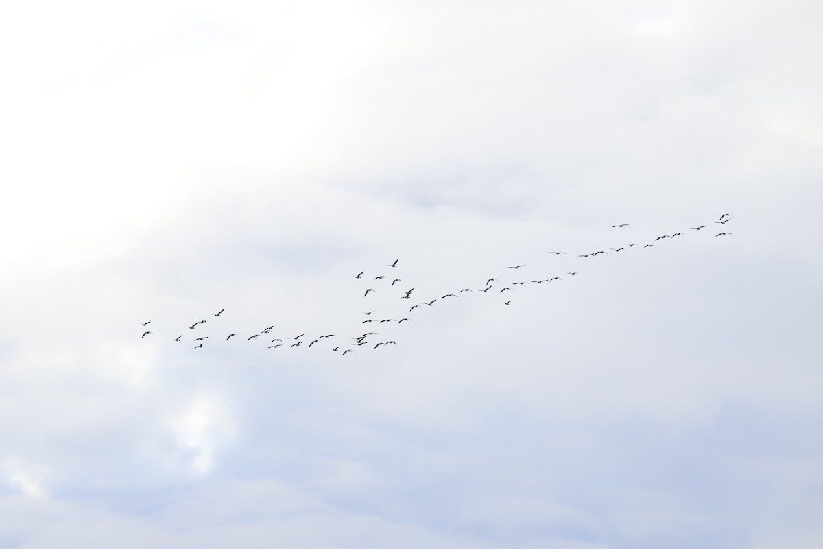 Greater White-fronted Goose - ML646518215