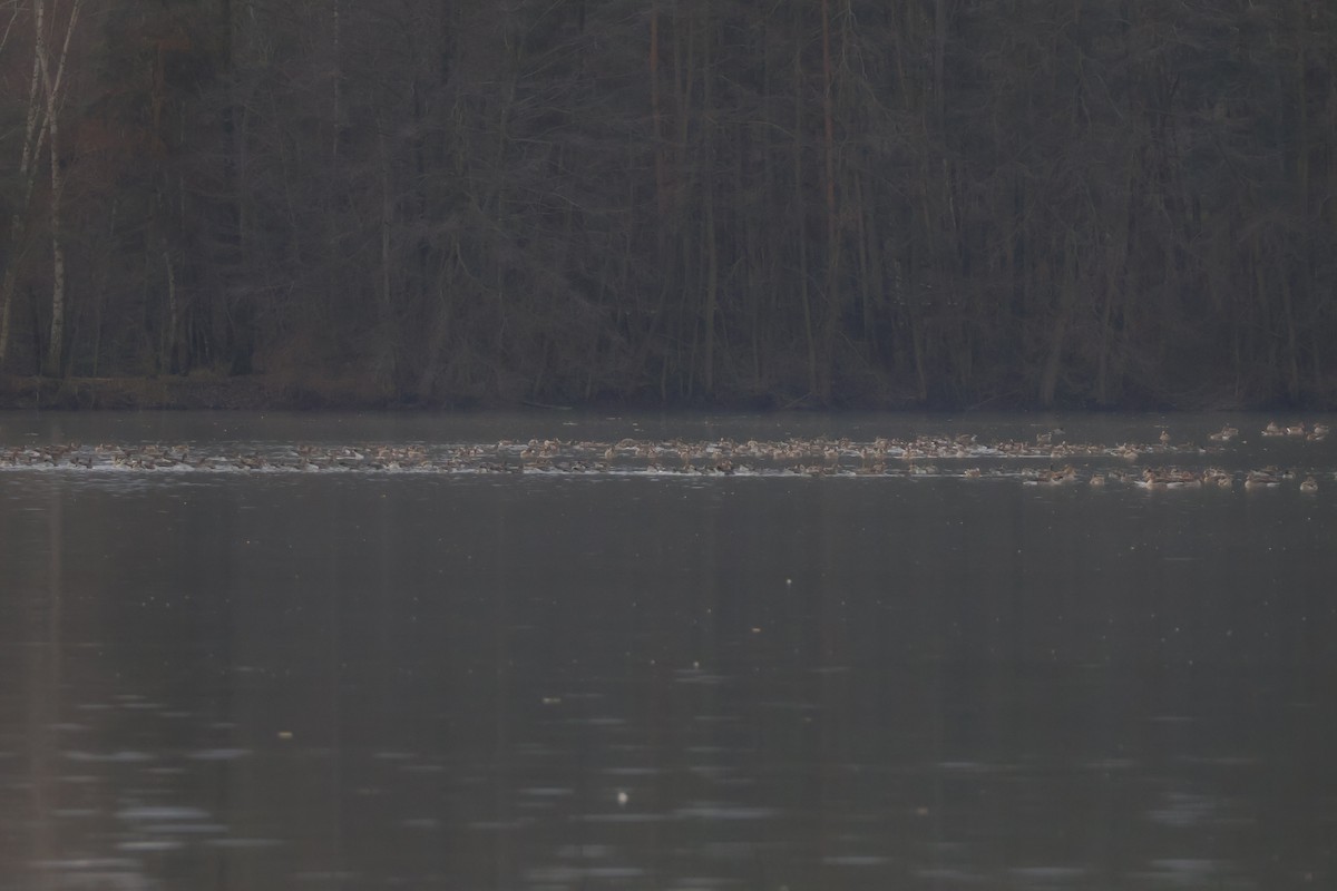 Greater White-fronted Goose - ML646518216