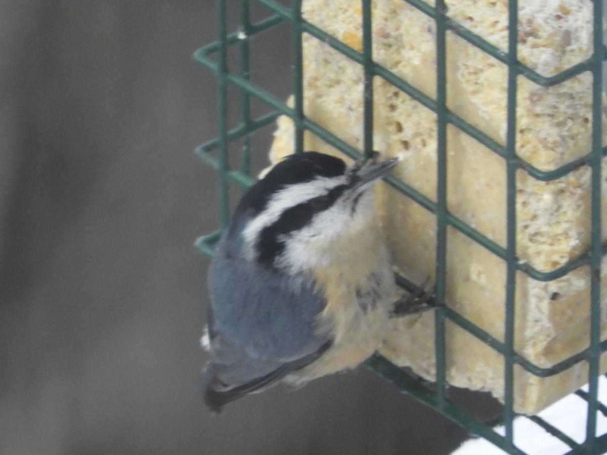 Garrapo kanadarra - ML646518218