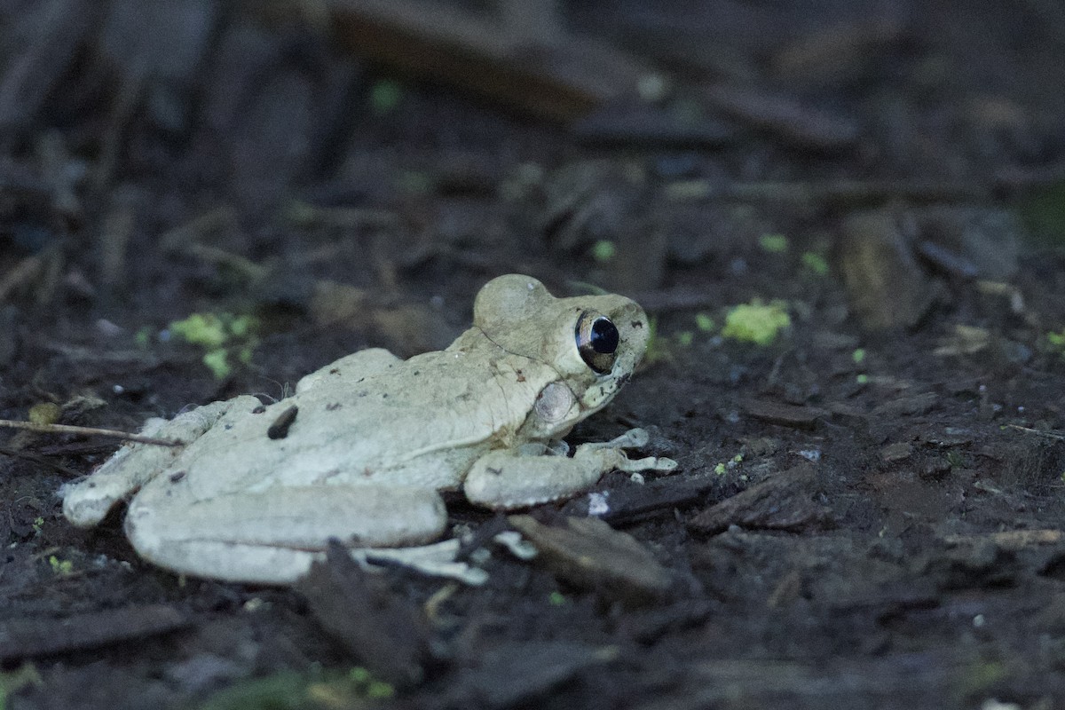 Anfibios - ML646518221