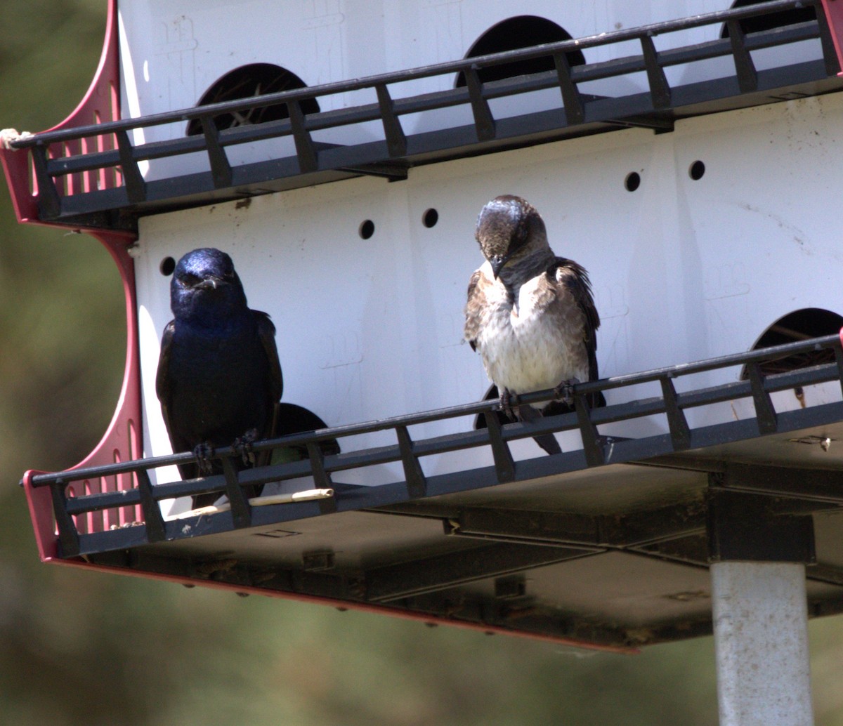 Hirondelle noire - ML646518223