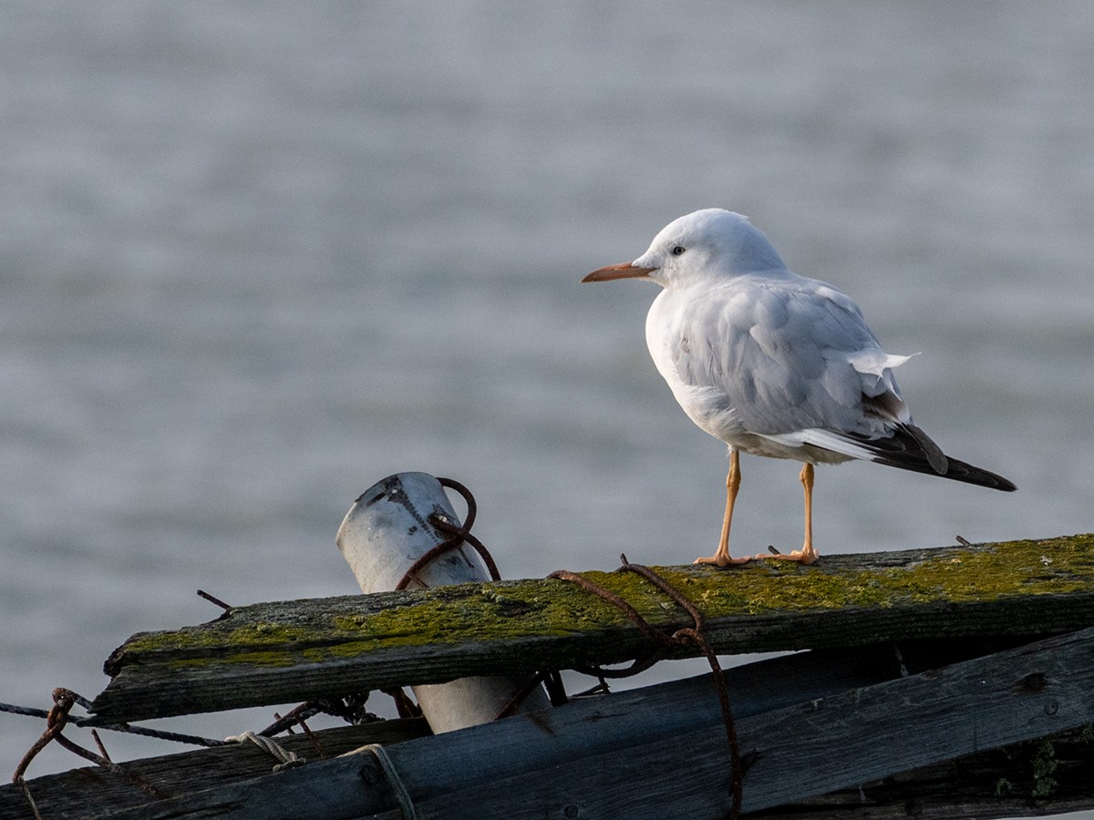 Морской голубок - ML646518225