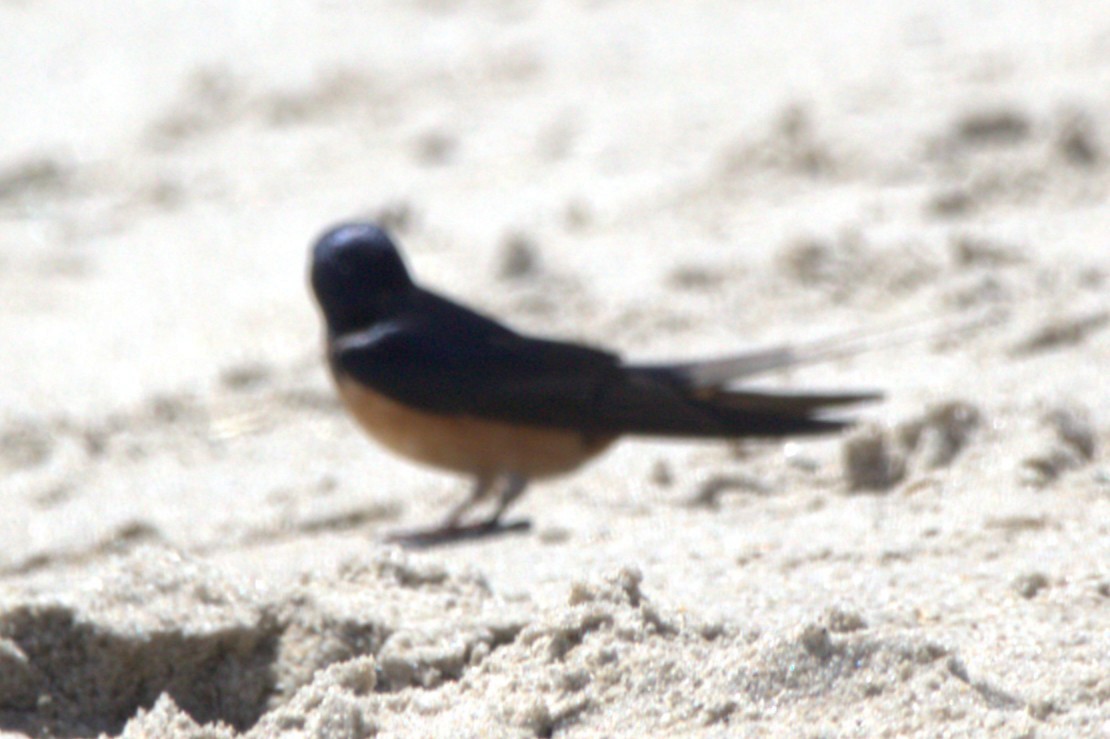 Barn Swallow - ML646518227