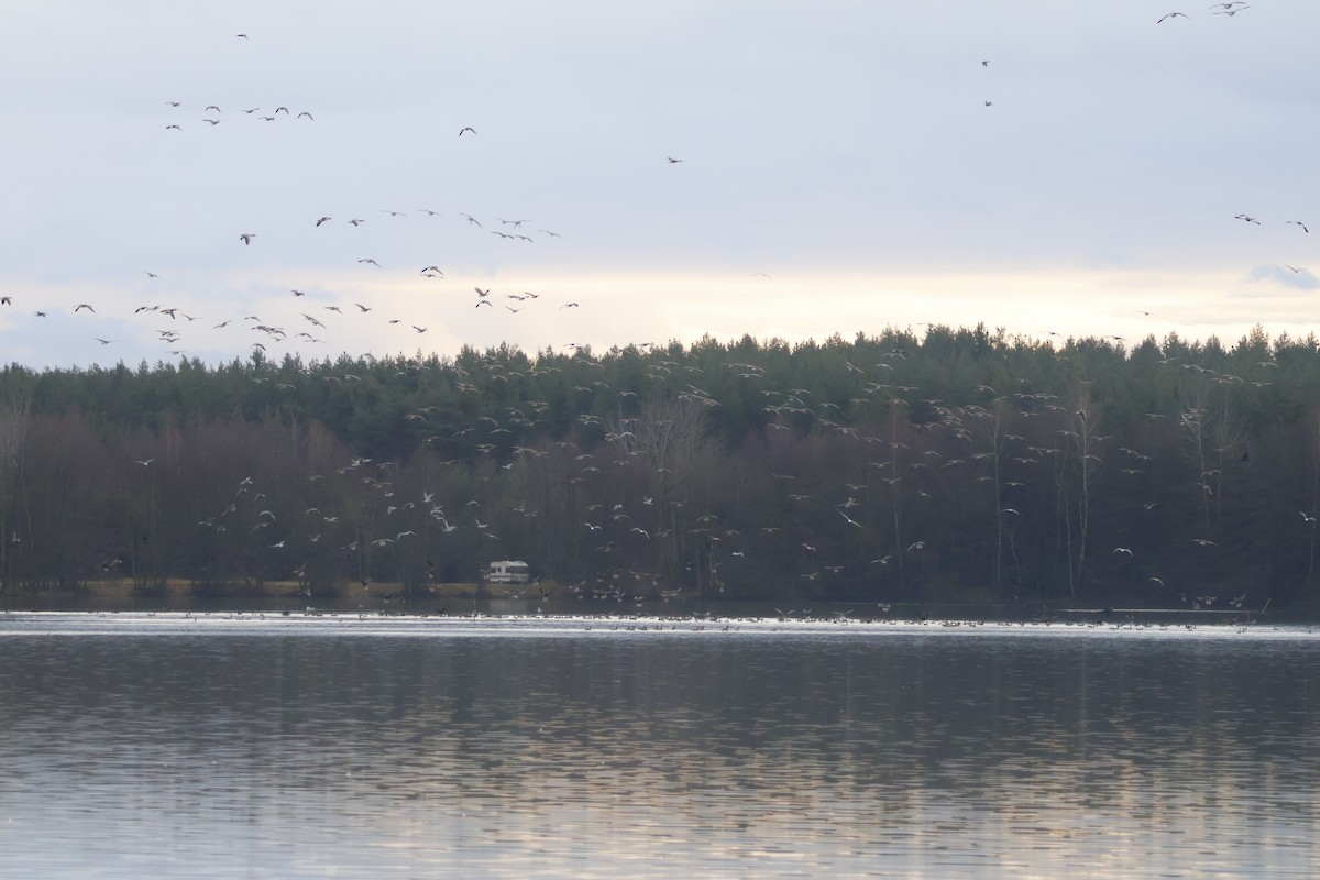 Graylag Goose - ML646518228