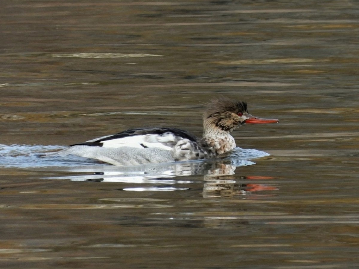 Tarakdiş - ML646518230