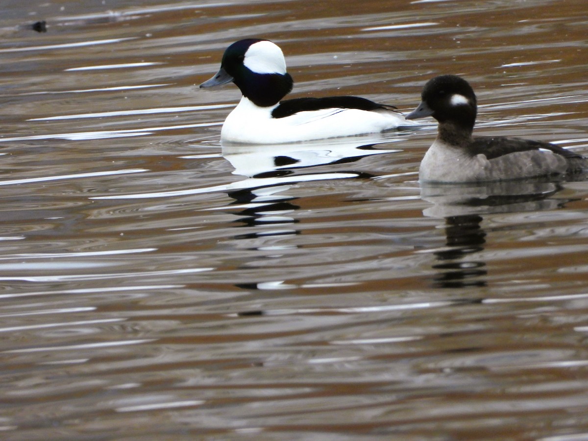 Bufflehead - ML646518232
