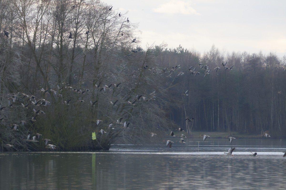 Ánsar Común - ML646518233