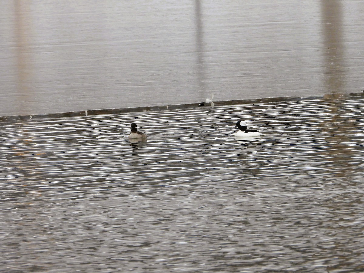 Bufflehead - ML646518234