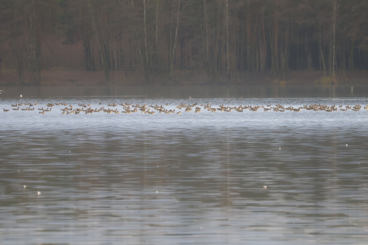 Ánsar Común - ML646518235