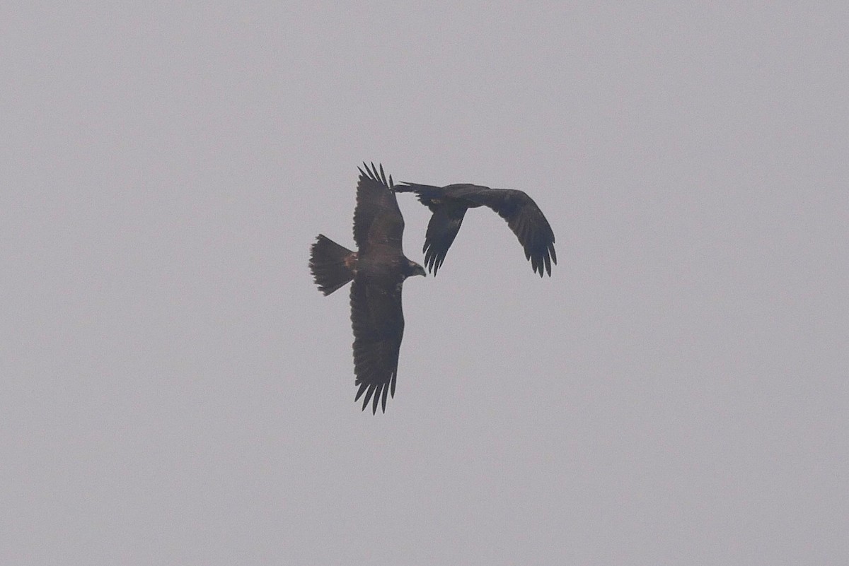 Aguilucho Lagunero Oriental - ML646518237