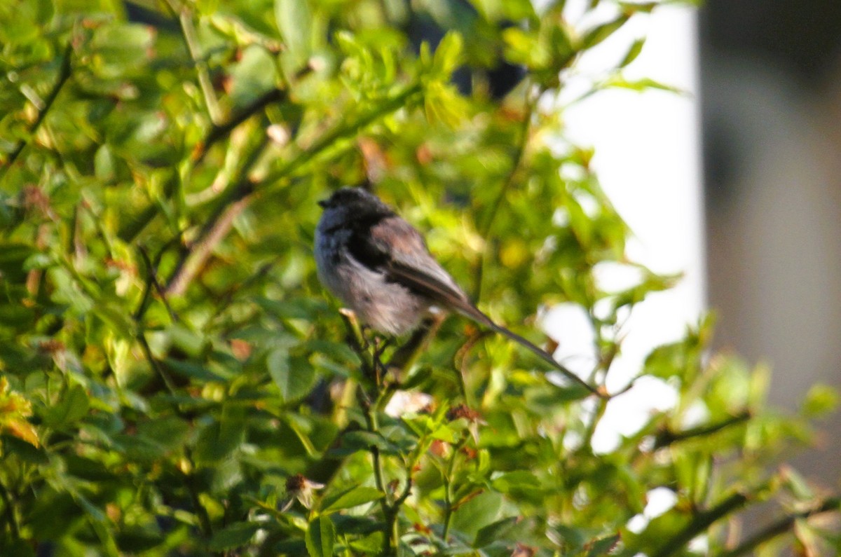 Mito Común - ML646518238