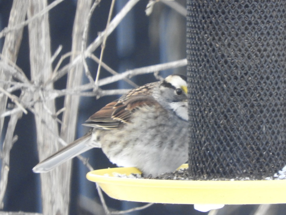 White-throated Sparrow - ML646518239