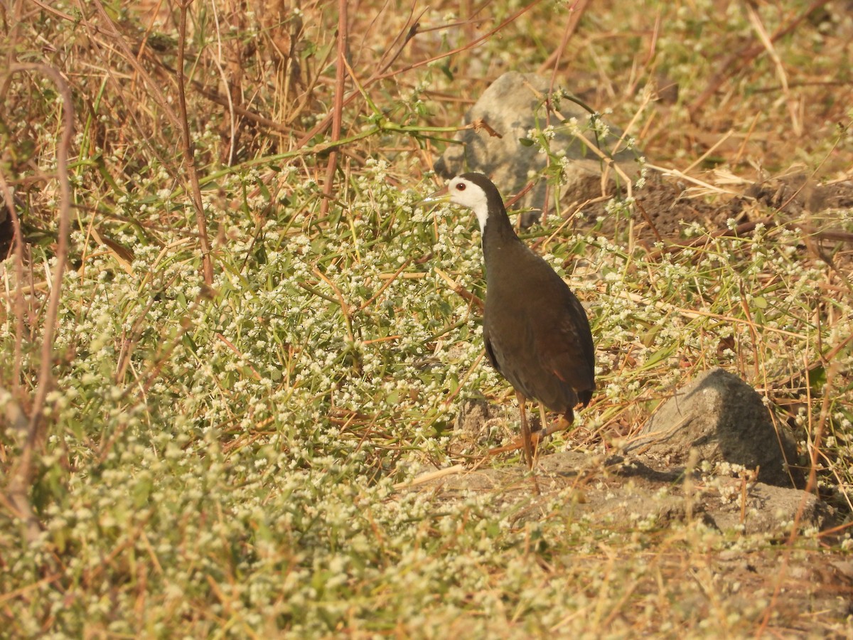 Gallineta Pechiblanca - ML646518240