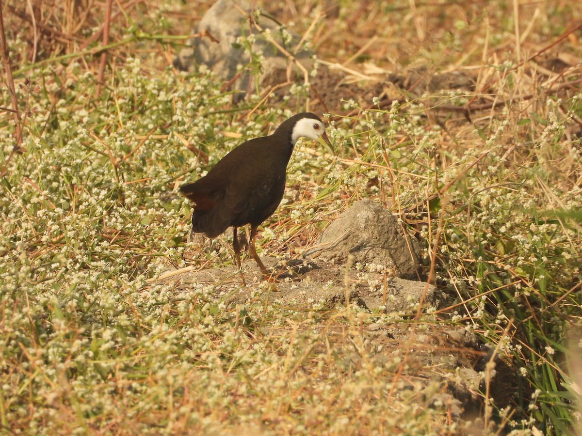 Gallineta Pechiblanca - ML646518241
