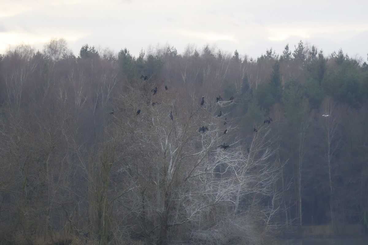 Cormorán Grande - ML646518242