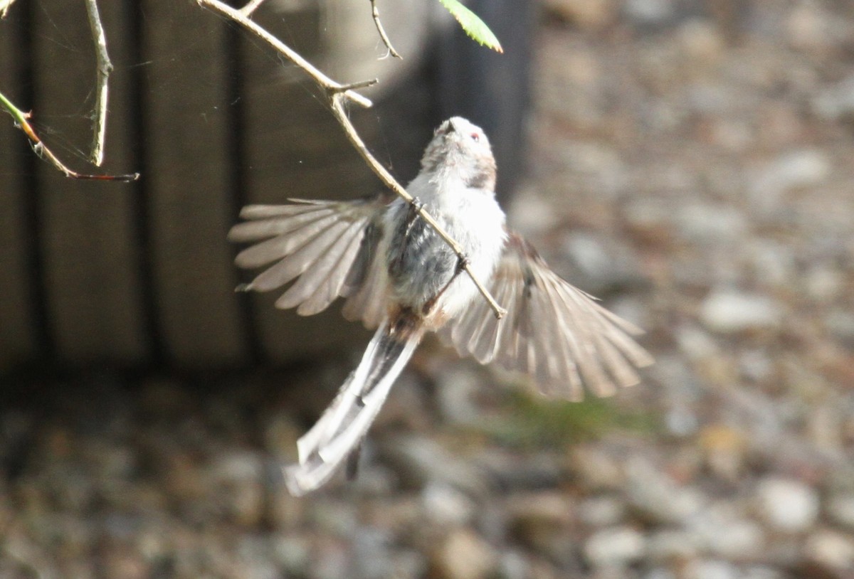 Mito Común - ML646518243