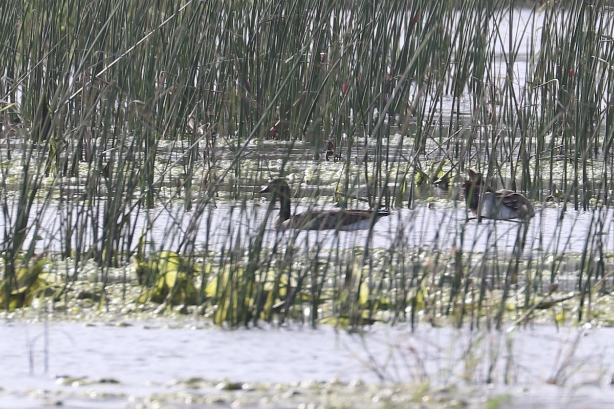 Barnacla Canadiense Chica - ML646518244