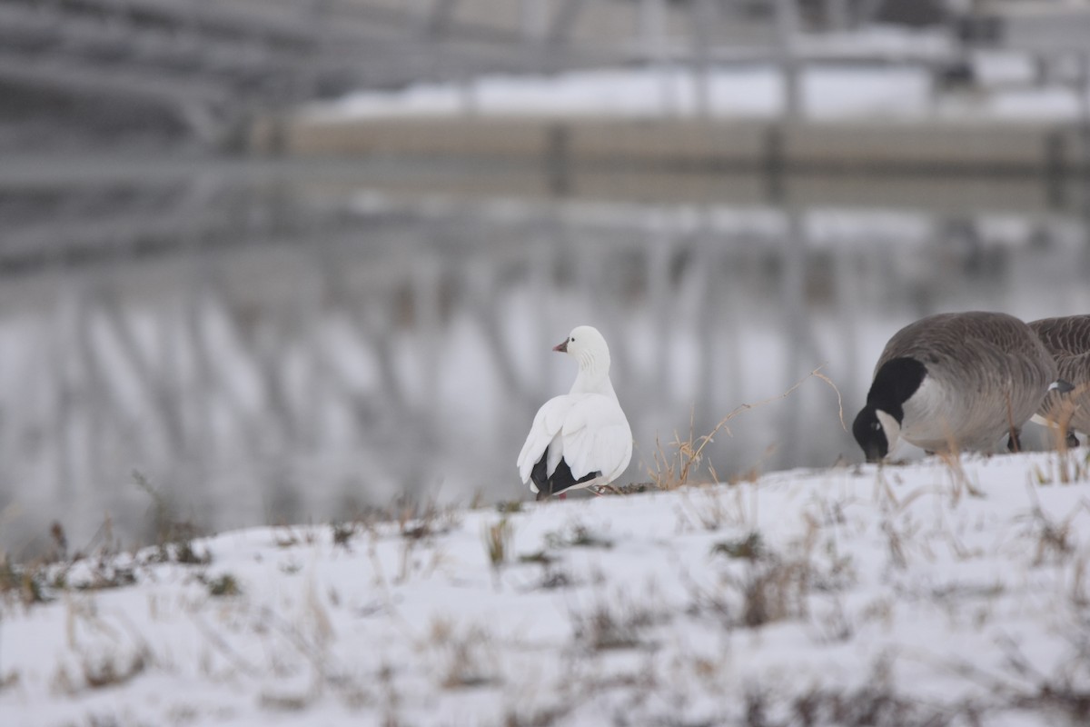 Ánsar de Ross - ML646518245