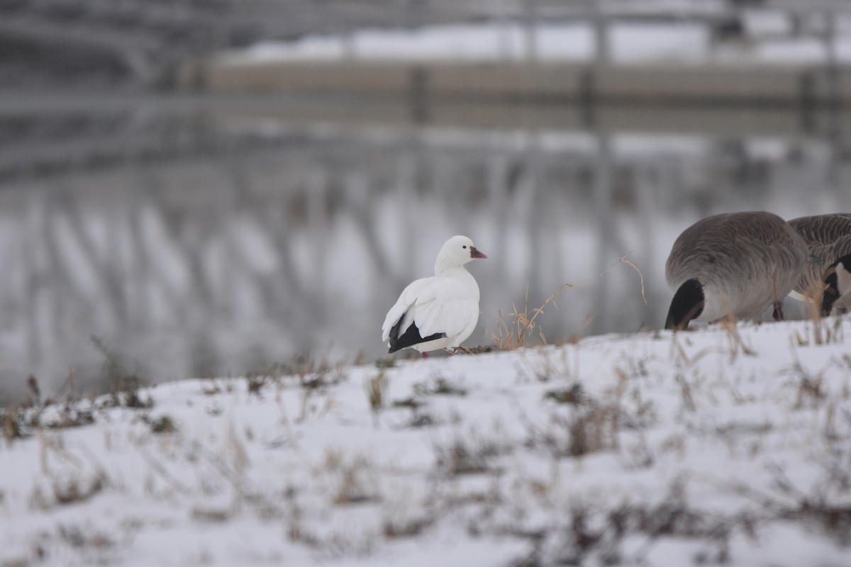 Ánsar de Ross - ML646518247