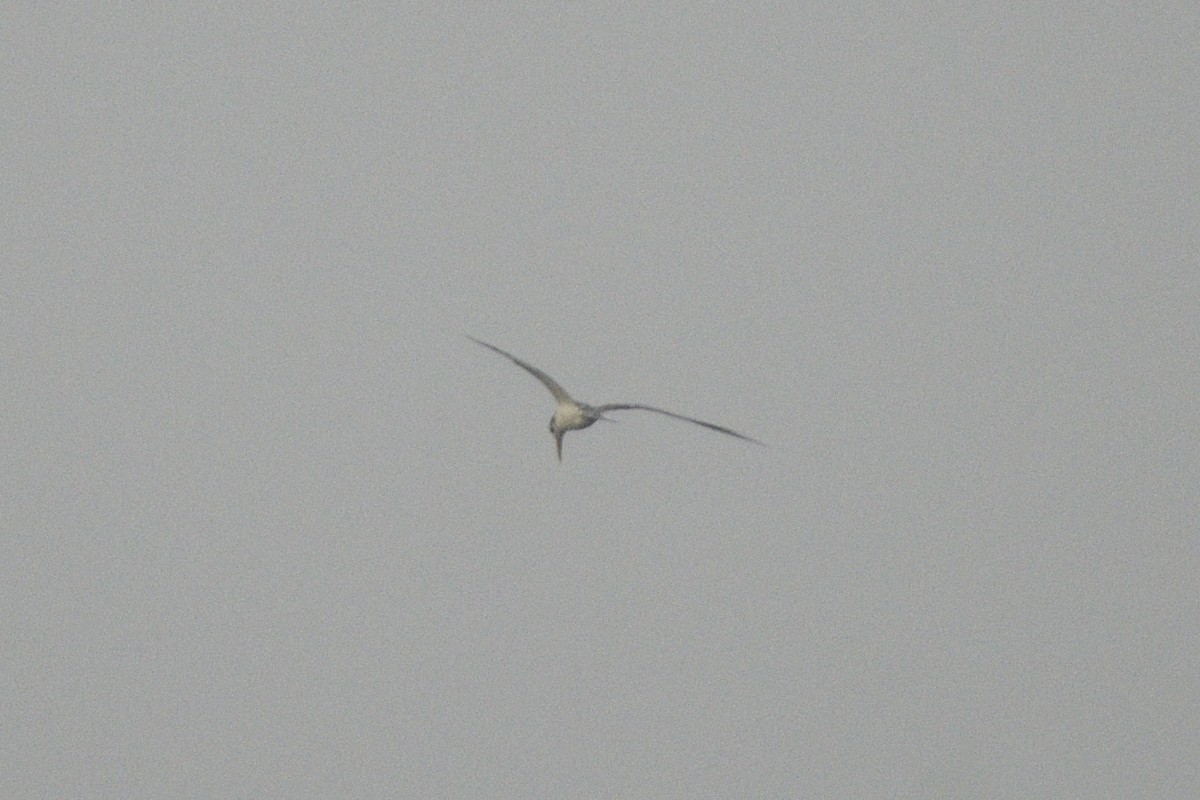 Charrán Piquigualdo - ML646518249