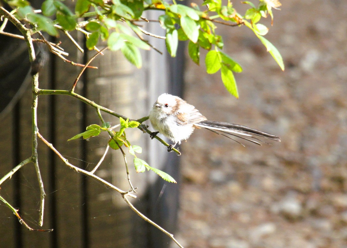 Mito Común - ML646518250