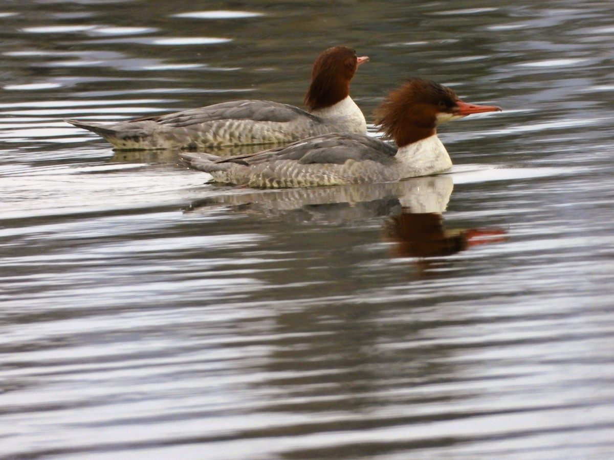 Serreta Grande - ML646518253