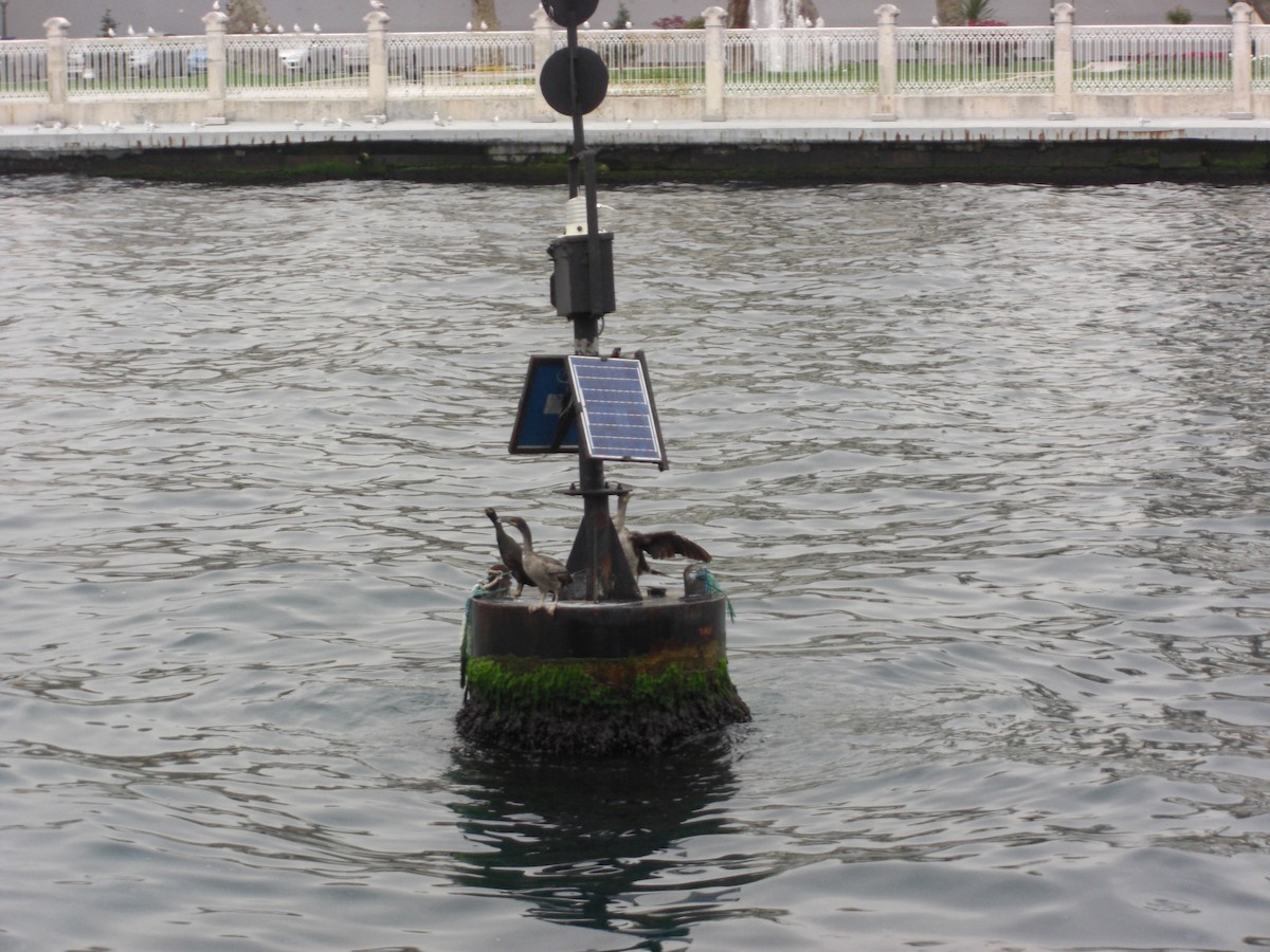 Cormorán Moñudo (Mediterráneo) - ML646518254