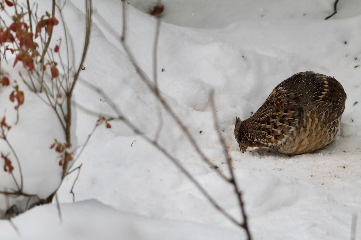 jeřábek kanadský - ML646518258