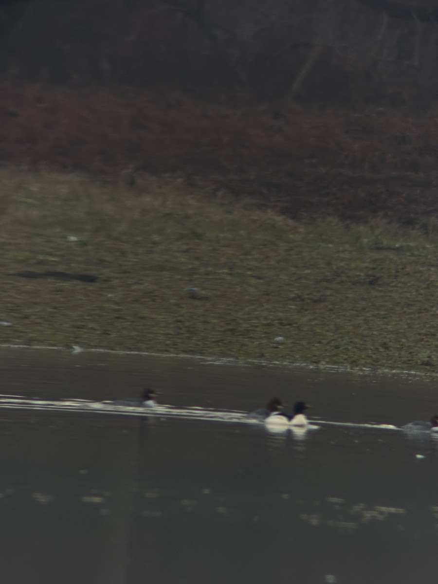 Common Merganser - ML646518259