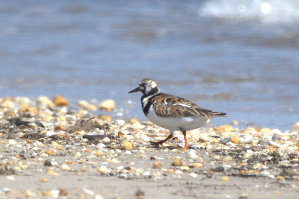 Vuelvepiedras Común - ML646518260