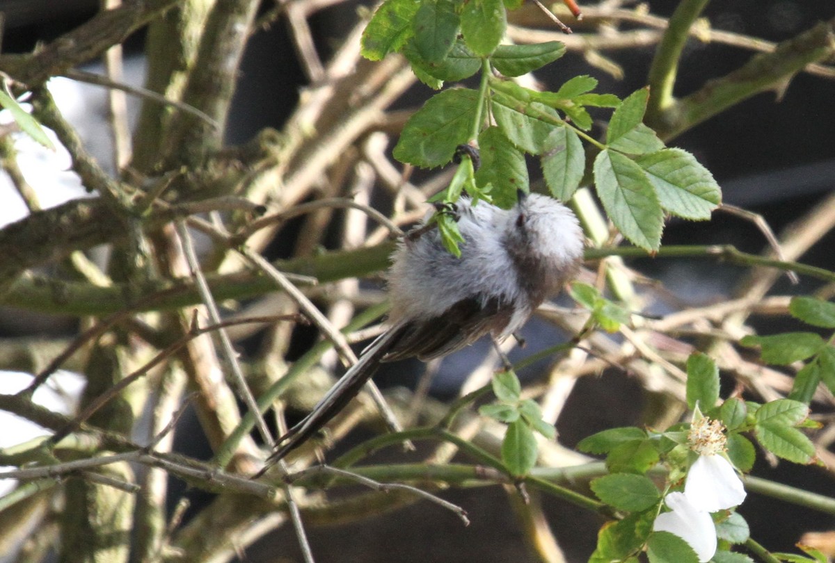 Mito Común - ML646518261