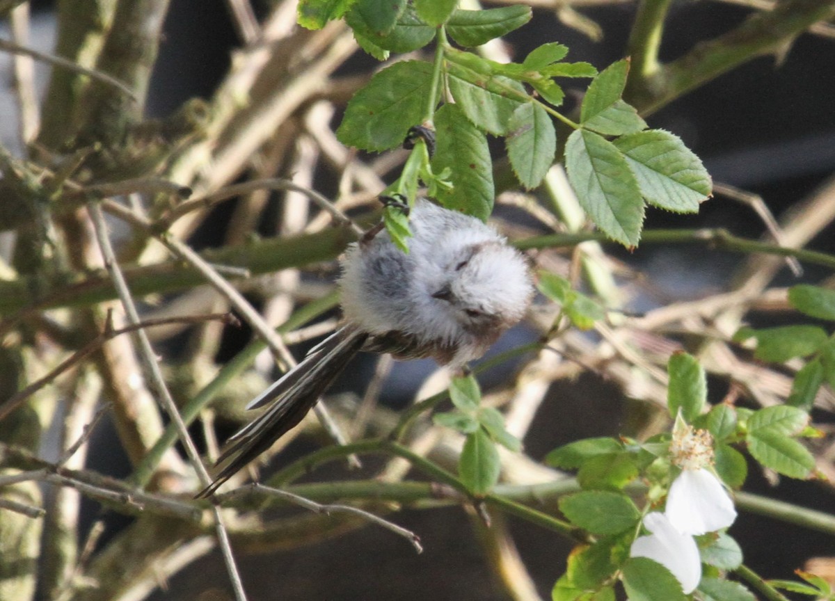 Mito Común - ML646518264