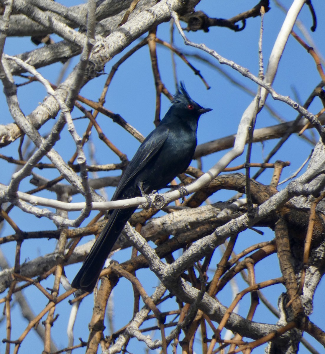 Capulinero Negro - ML646518265