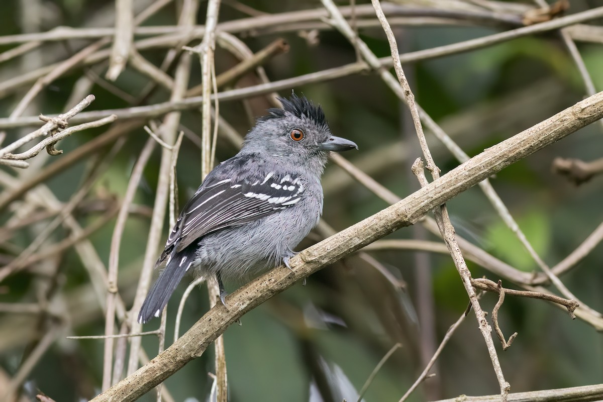 Batará Pizarroso de Natterer - ML646518266