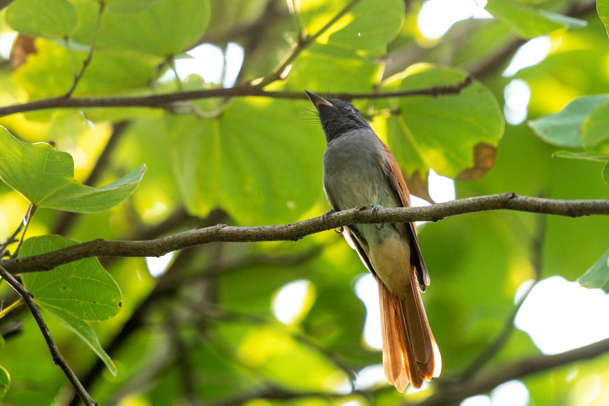 Monarca del Paraíso Chino - ML646518267
