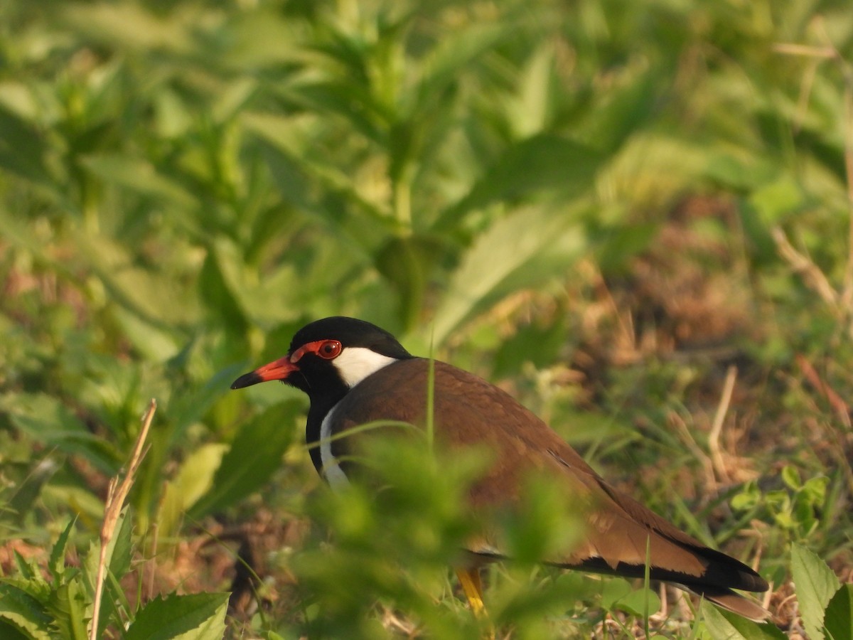 Avefría India - ML646518268