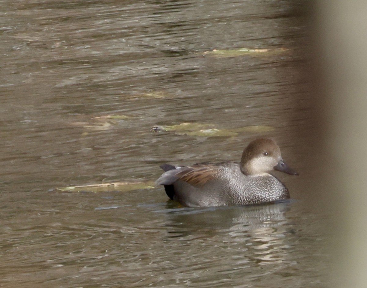 Ánade Friso - ML646518270