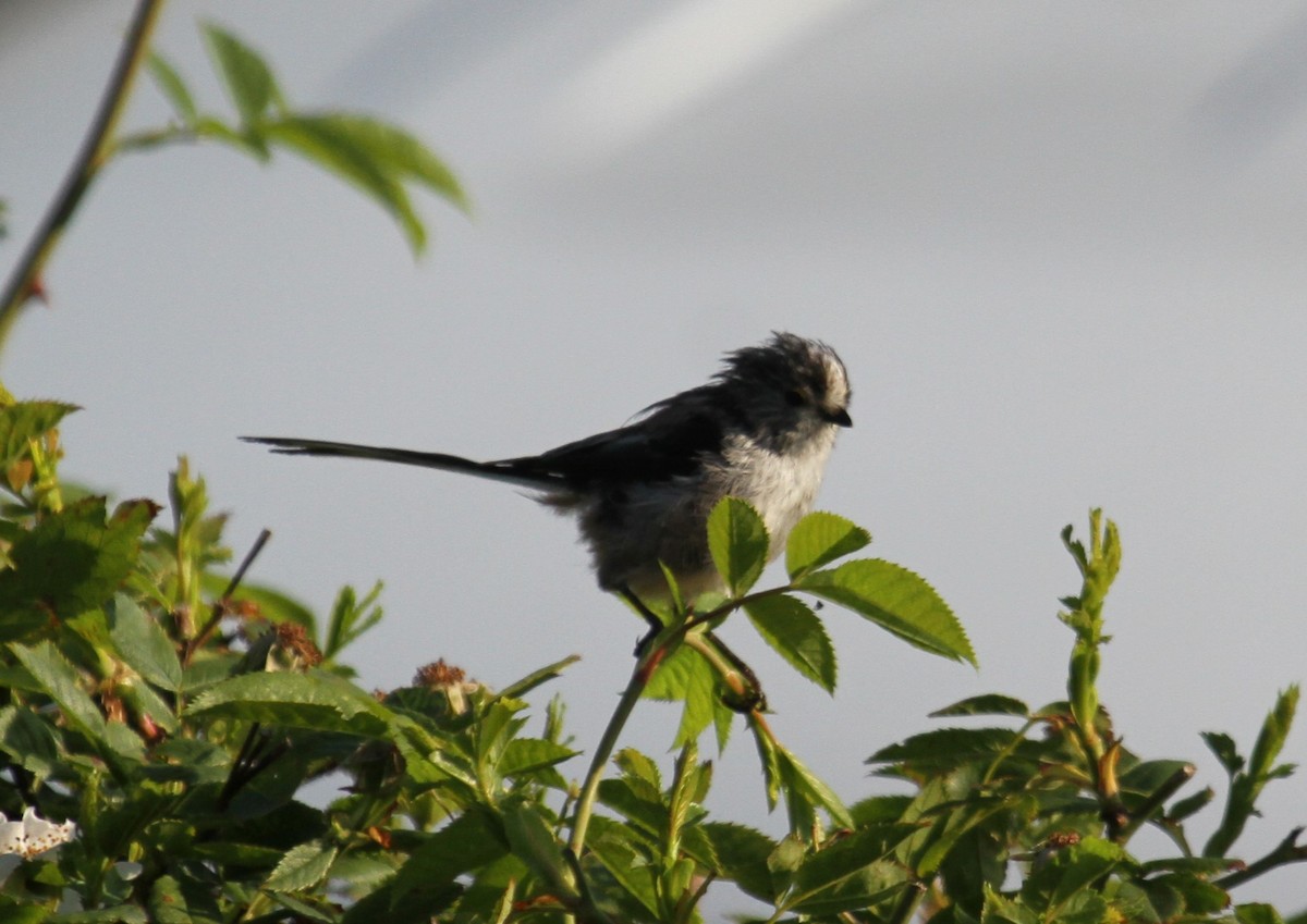 Mito Común - ML646518271