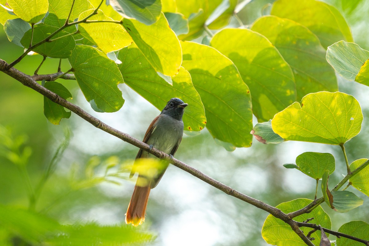 Tchitrec de Chine - ML646518274