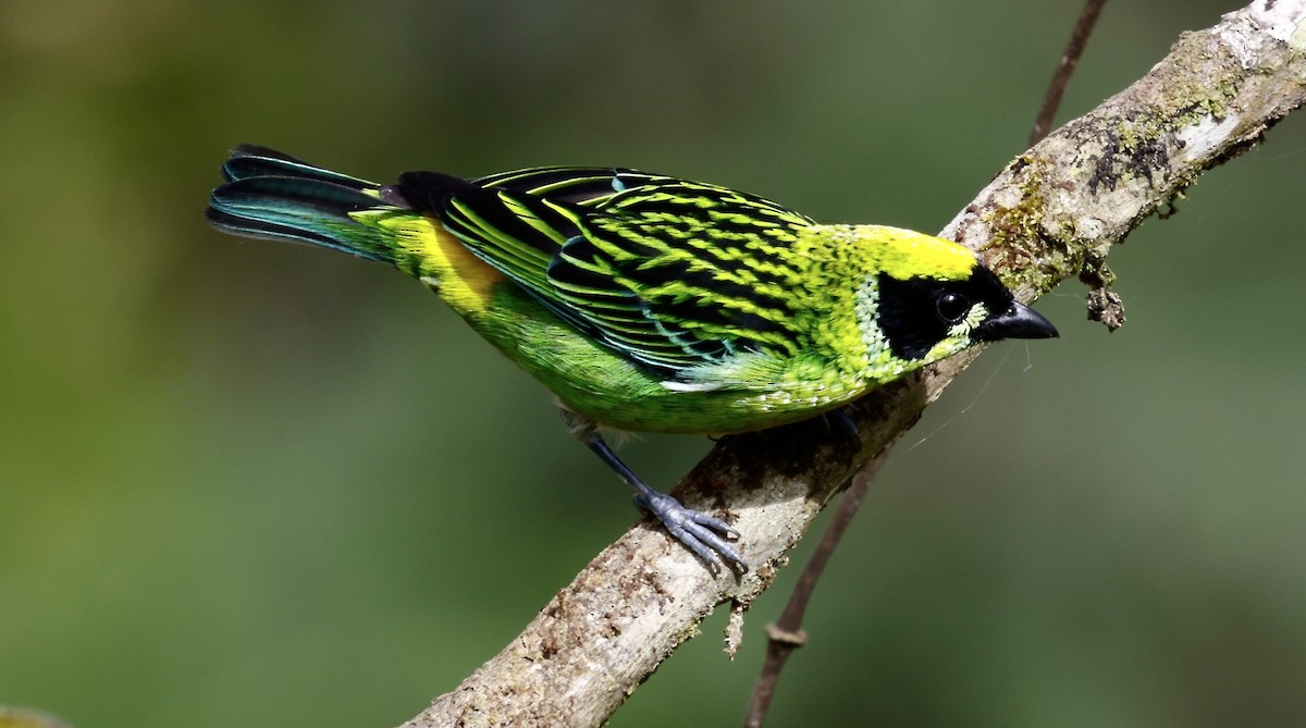 Green-and-gold Tanager - ML646518277