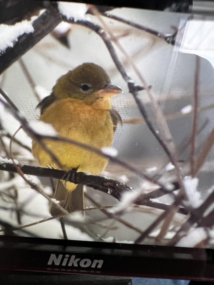 Kırmızı Piranga - ML646518278