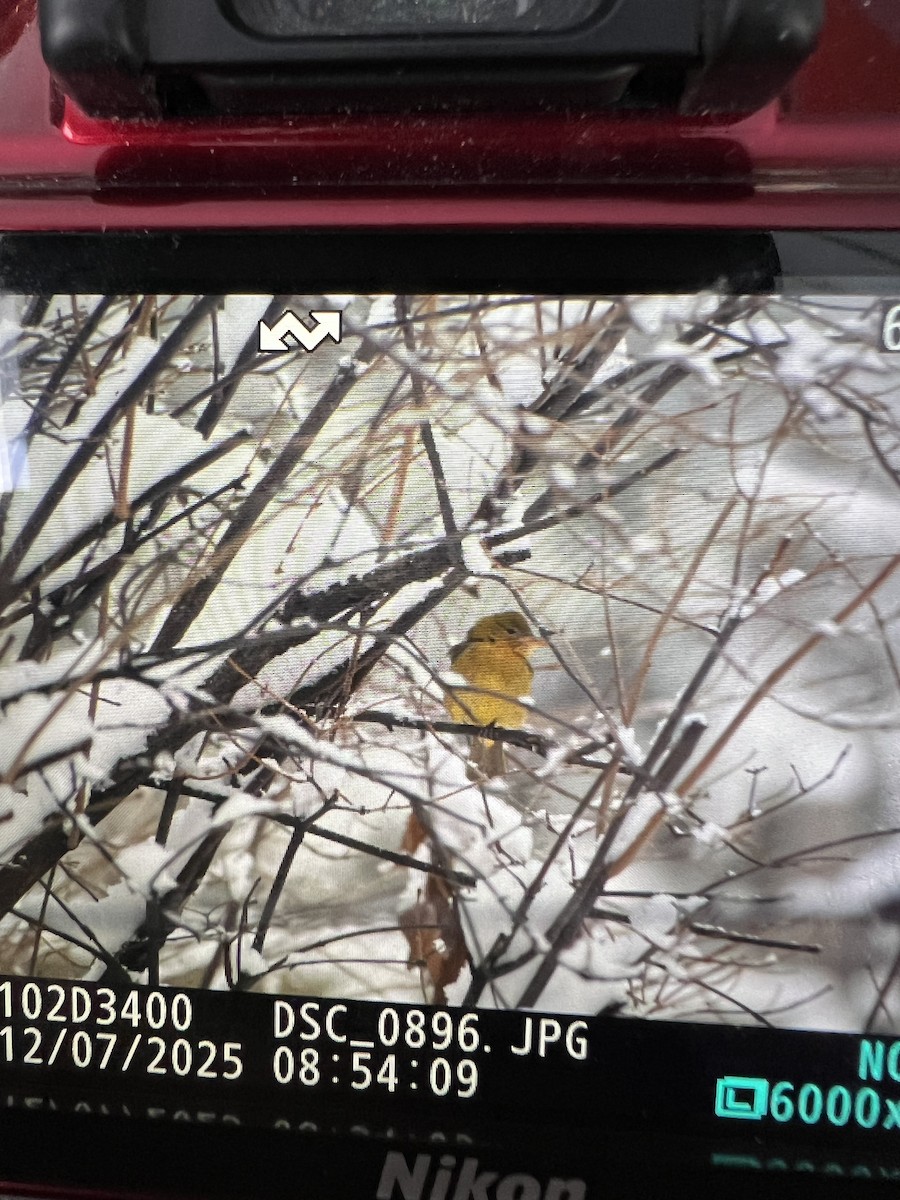 Kırmızı Piranga - ML646518279