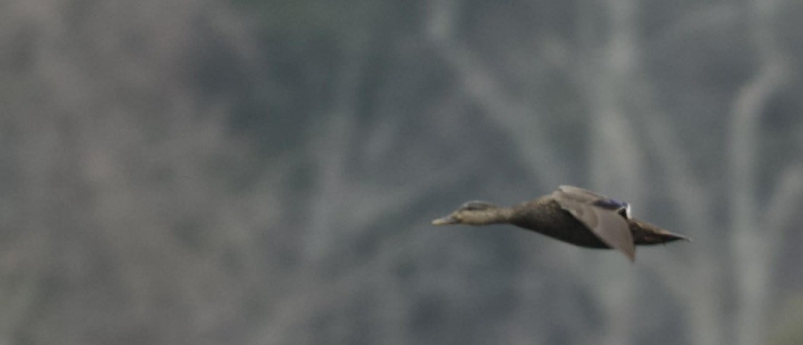 Ahate iluna - ML646518282