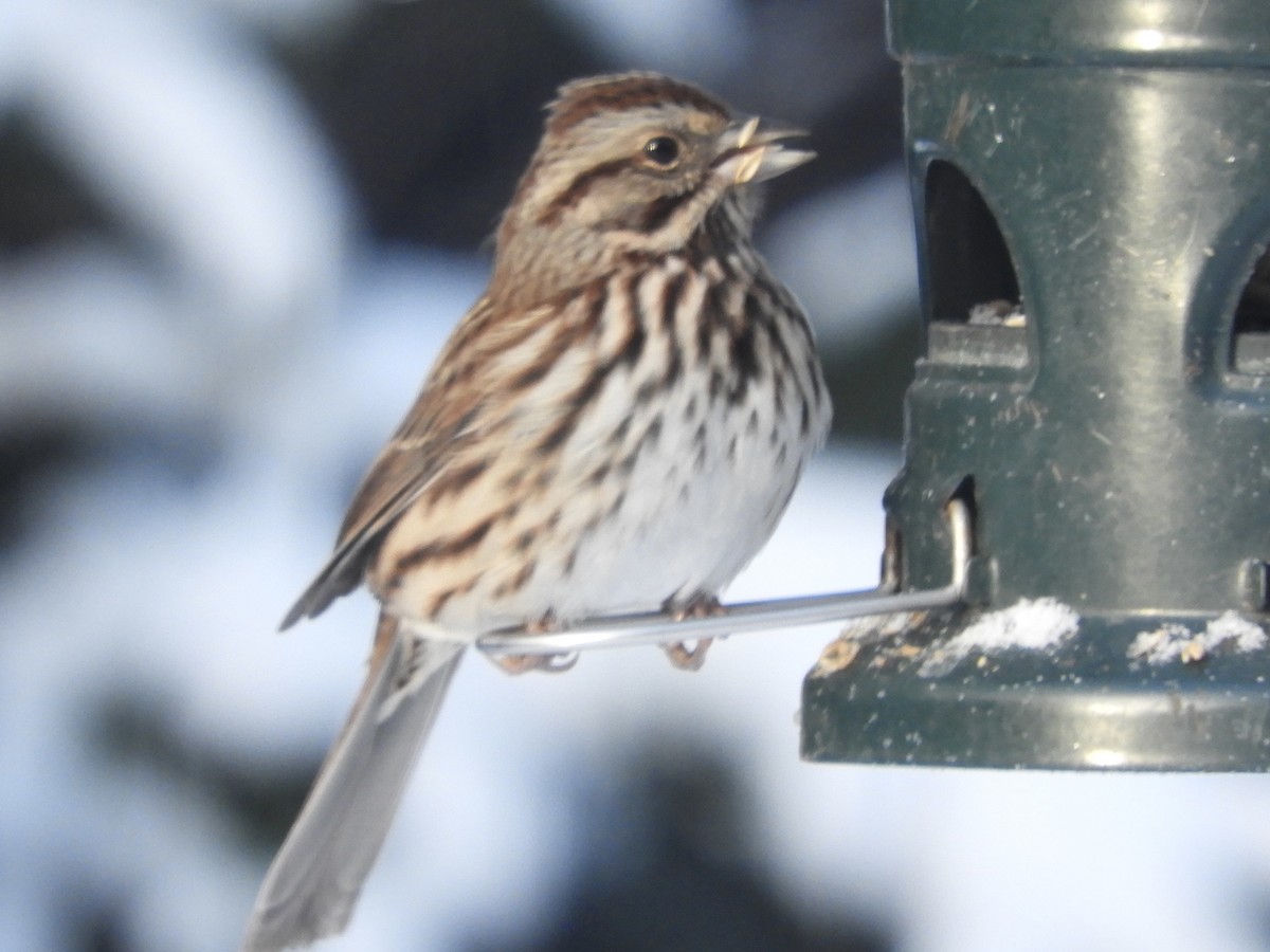 Song Sparrow - ML646518285