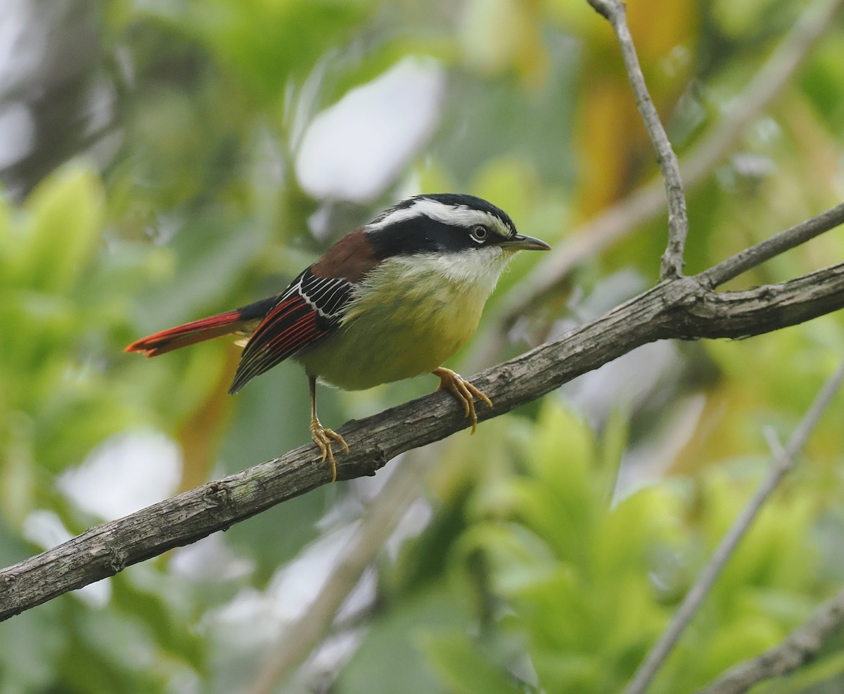 Краснохвостая минла - ML646518286