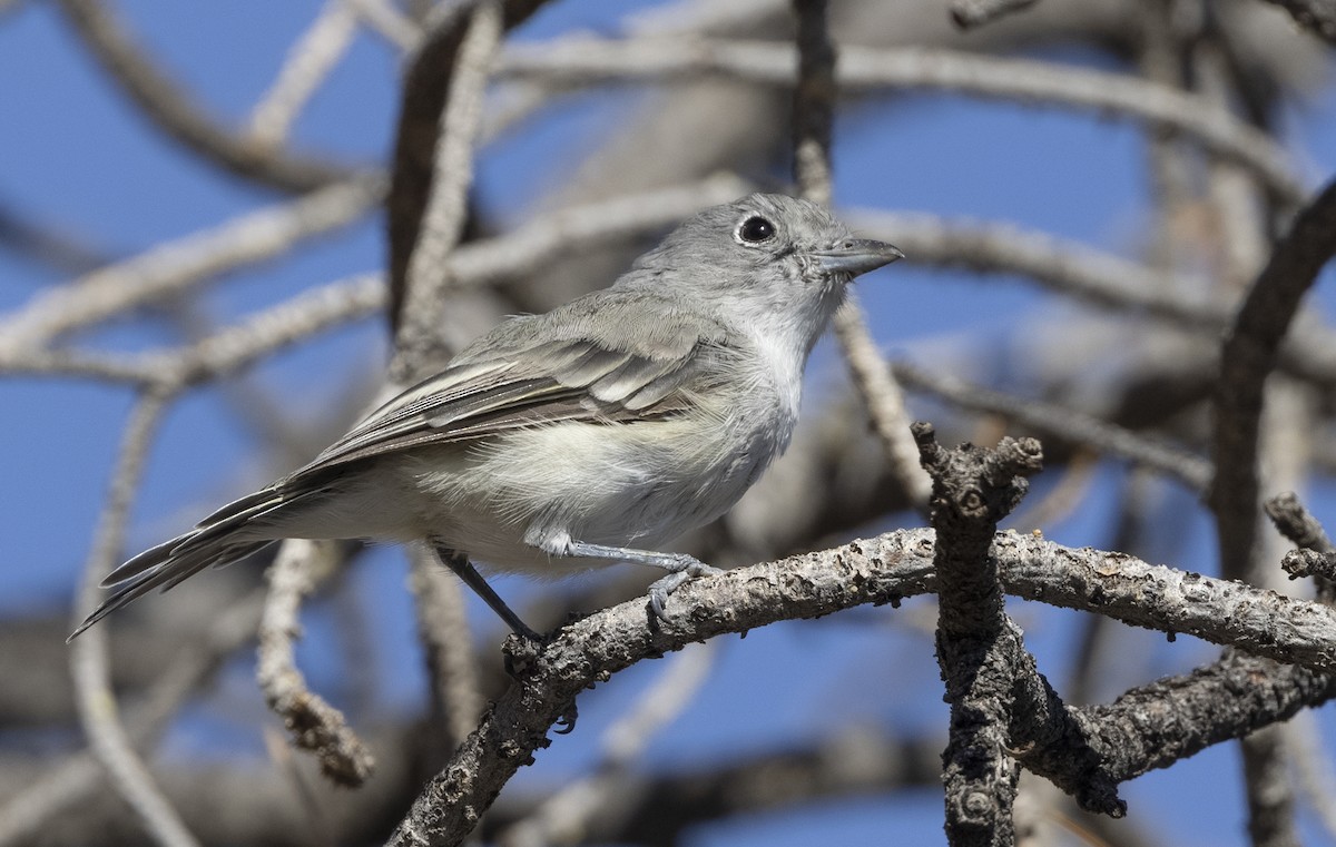 ハイイロモズモドキ - ML646518287