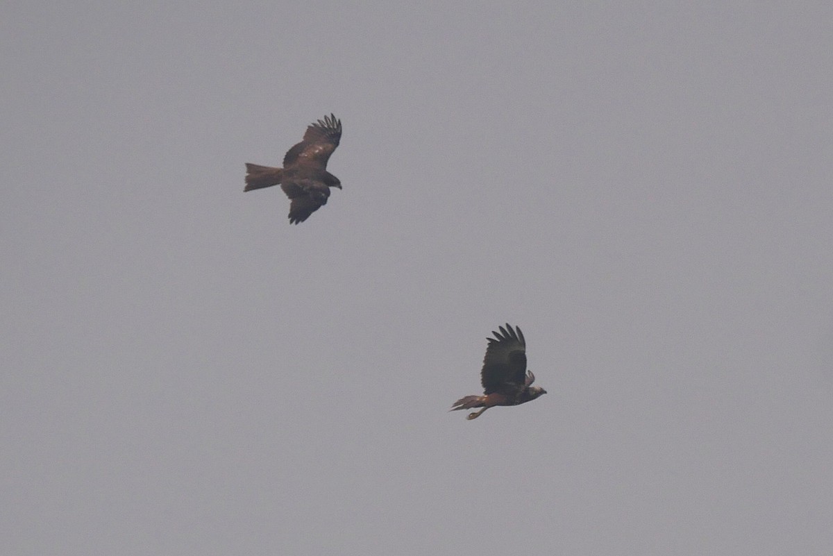 moták východní - ML646518289