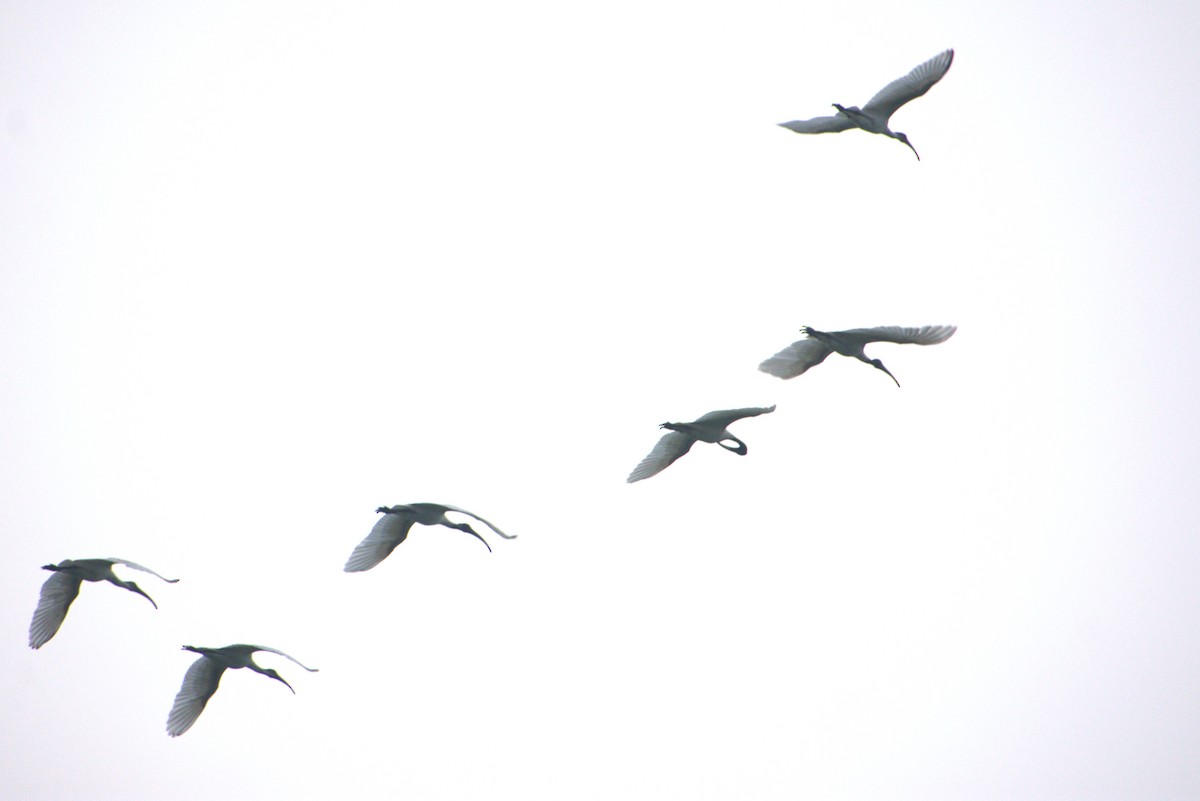 Black-headed Ibis - ML646518293